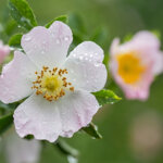 Heimische Pflanzen: Die Hundsrose – Ein umfassender Leitfaden