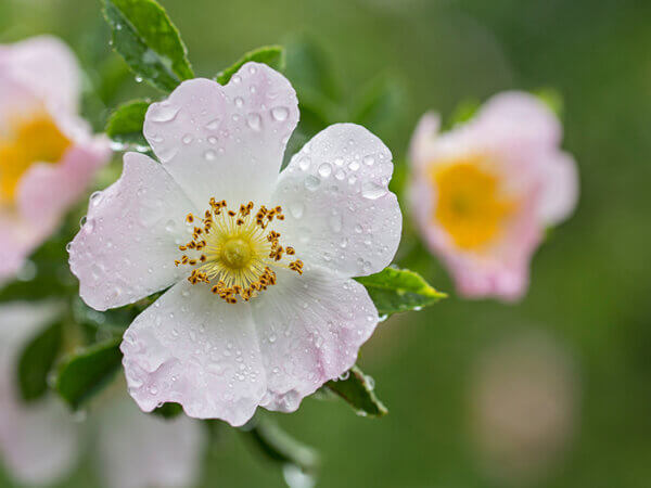 Heimische Pflanzen: Die Hundsrose – Ein umfassender Leitfaden