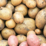 Kartoffeln – vermeiden Sie diese 10 Pflegefehler