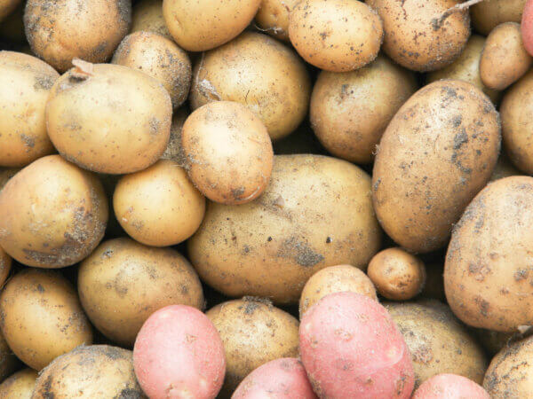 Kartoffeln – vermeiden Sie diese 10 Pflegefehler