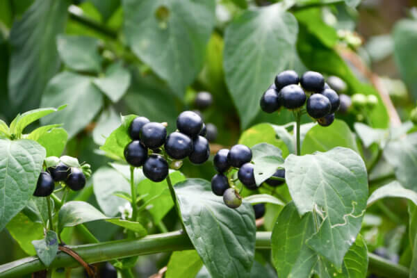 Schwarzer Nachtschatten