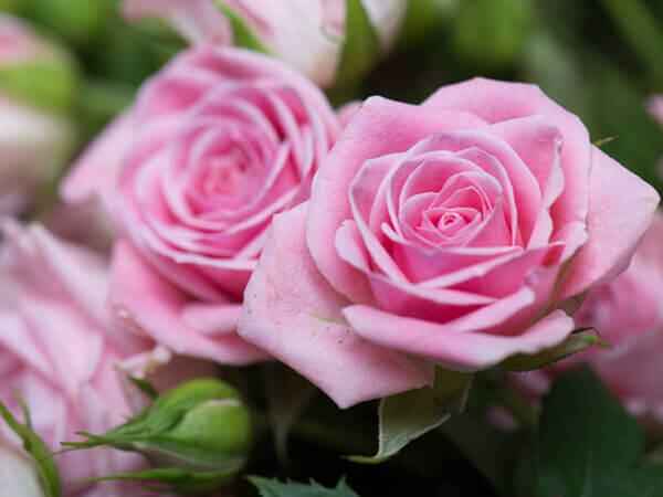 Rosen vermehren – so einfach geht es