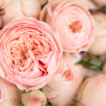 David Austin Rosen – romantische Schönheiten im Rosengarten