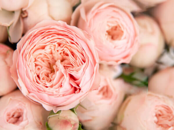 David Austin Rosen – romantische Schönheiten im Rosengarten