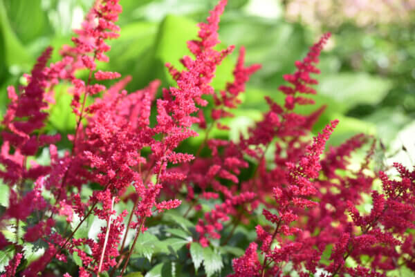Astilbe