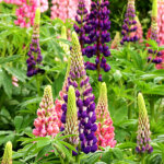 10 beliebte Stauden für das Gartenbeet