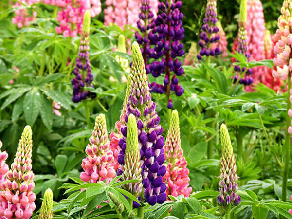 10 beliebte Stauden für das Gartenbeet