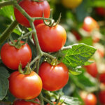 Tomaten am Strauch