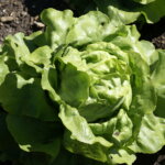 Kopfsalat im Beet