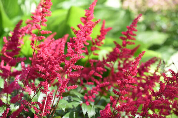 Astilbe