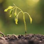 Warum Anzuchterde nach dem Austrocknen wasserabweisend wird