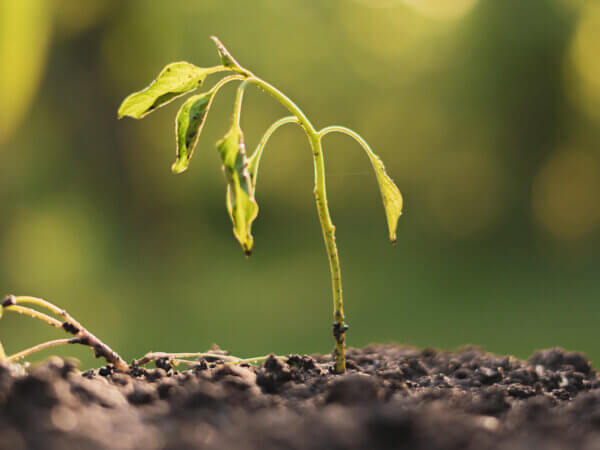Warum Anzuchterde nach dem Austrocknen wasserabweisend wird