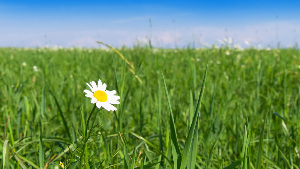 Blumenwiese Gräser