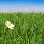 Nur Gräser auf der Blumenwiese? So blüht es endlich wieder bunt
