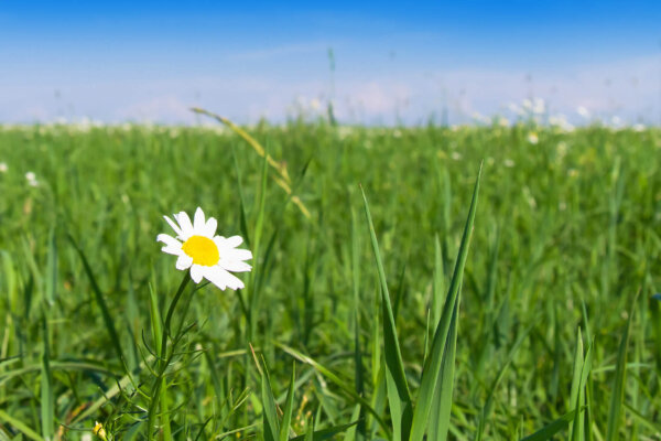 Blumenwiese Gräser