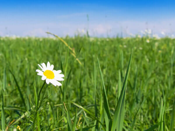 Nur Gräser auf der Blumenwiese? So blüht es endlich wieder bunt