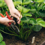 Erdbeeren – vermeiden Sie diese 10 Fehler bei der Pflege