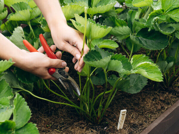 Erdbeeren – vermeiden Sie diese 10 Fehler bei der Pflege