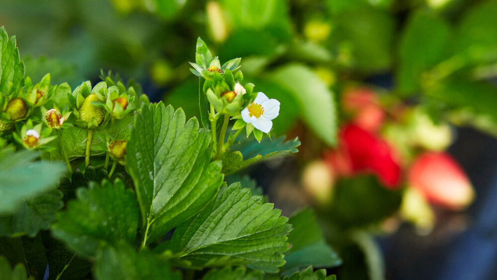 Erdbeeren
