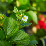 Warum Erdbeeren im ersten Jahr wenig Ernte bringen