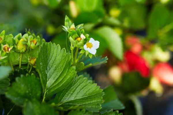 Erdbeeren
