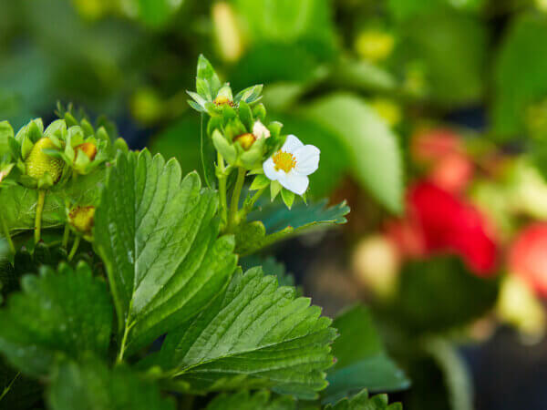 Warum Erdbeeren im ersten Jahr wenig Ernte bringen
