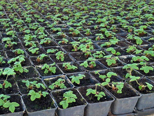 Erdbeerpflanzen geliefert bekommen – Blüten jetzt abschneiden?