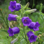 Bezaubernd schön – Glockenblumen läuten den Sommer ein