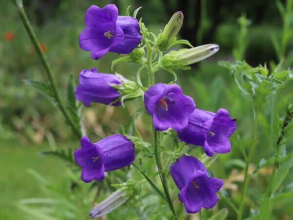 Bezaubernd schön – Glockenblumen läuten den Sommer ein