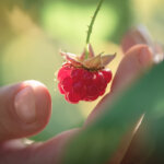 Himbeeren tragen im Pflanzjahr kaum Früchte? Das ist der Grund!