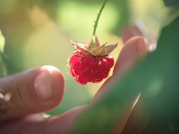 Himbeeren tragen im Pflanzjahr kaum Früchte? Das ist der Grund!