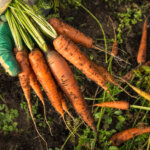 Sie fragen – wir antworten: Alles rund um Möhren