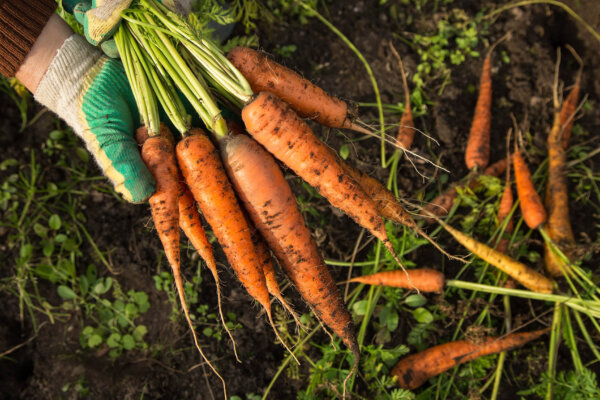 Karotten