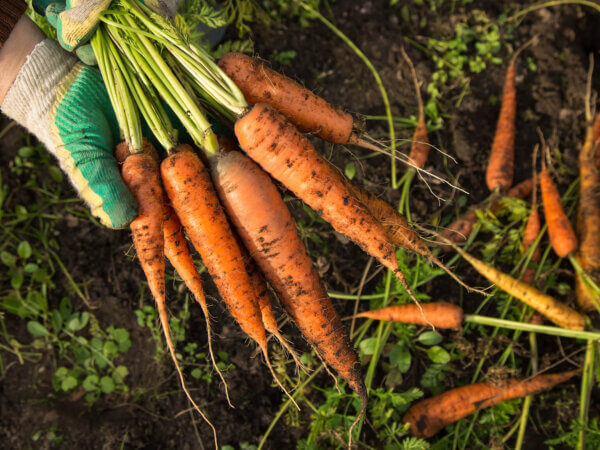 Sie fragen – wir antworten: Alles rund um Möhren