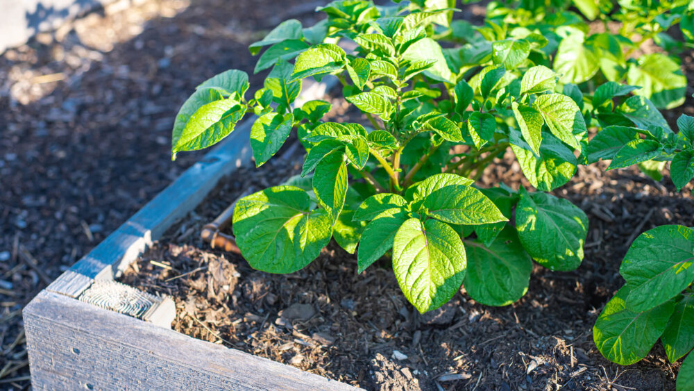 Kartoffeln im Hochbeet
