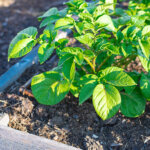 Kartoffeln im Hochbeet, Topf oder Kartoffelturm anbauen