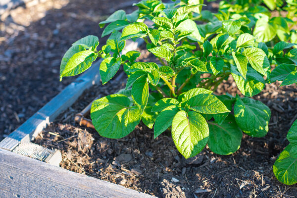 Kartoffeln im Hochbeet
