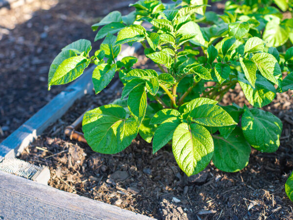 Kartoffeln im Hochbeet, Topf oder Kartoffelturm anbauen