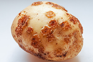Kartoffelkrebs