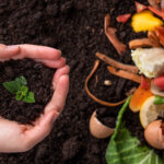 Warum organischer Dünger bei Jungpflanzen oft zu spät wirkt