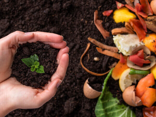 Warum organischer Dünger bei Jungpflanzen oft zu spät wirkt