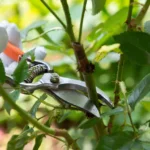 10 pflegeintensive Gartenpflanzen