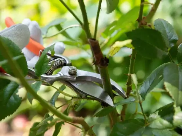 10 pflegeintensive Gartenpflanzen