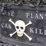 Poison Garden – der gefährlichste Garten von Alnwick Garden