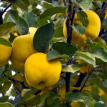 Quitten: Köstlichkeiten aus dem Garten