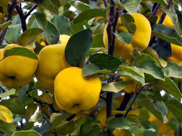 Quitten: Köstlichkeiten aus dem Garten