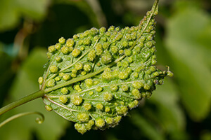 Reblaus