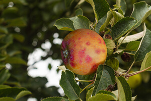 San-Jose-Schildlaus an einem Apfelbaum