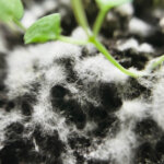 Schimmel im Zimmergewächshaus: Ursache, Hilfe & Vorbeugung