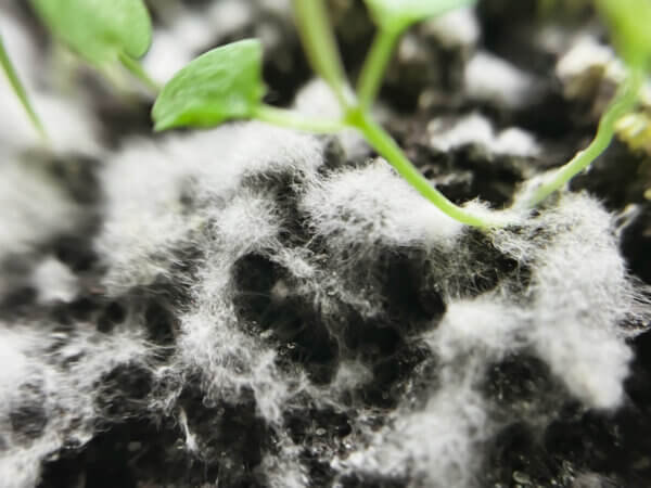 Schimmel im Zimmergewächshaus: Ursache, Hilfe & Vorbeugung